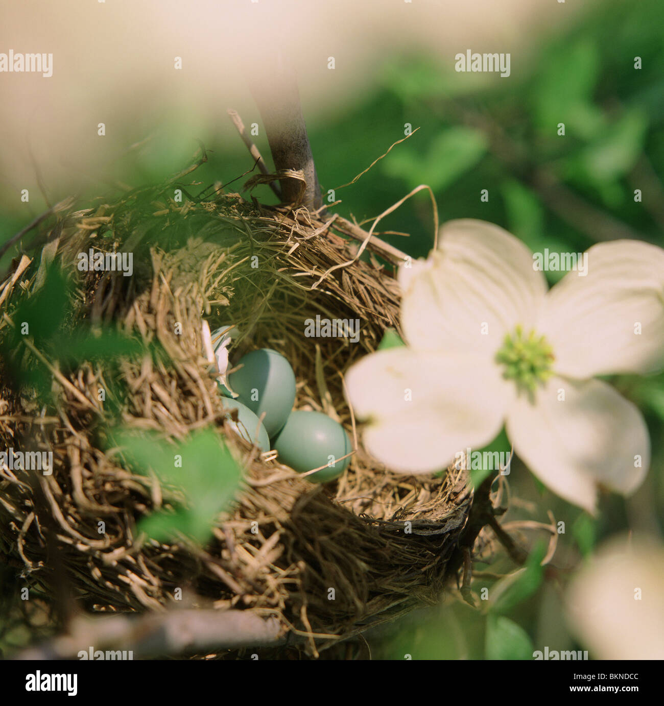 Close-up di Robin's blue le uova in un nido Foto Stock