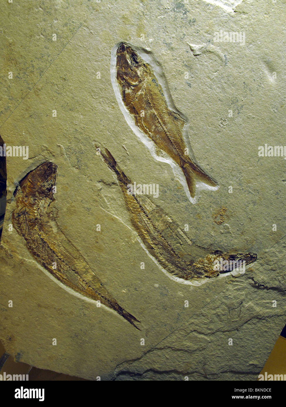 Impresso fossili di pesci Foto Stock