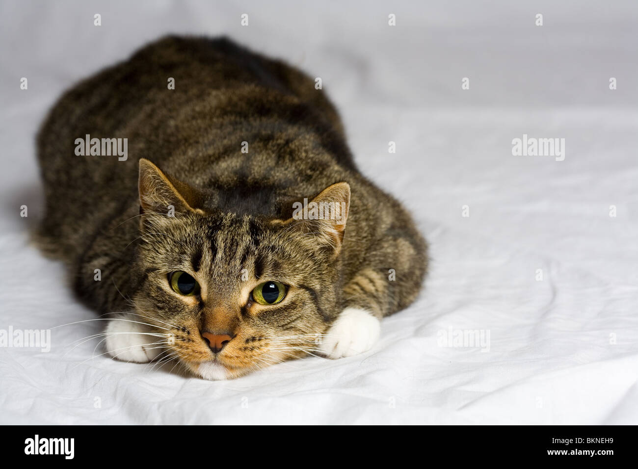 gatto Foto Stock