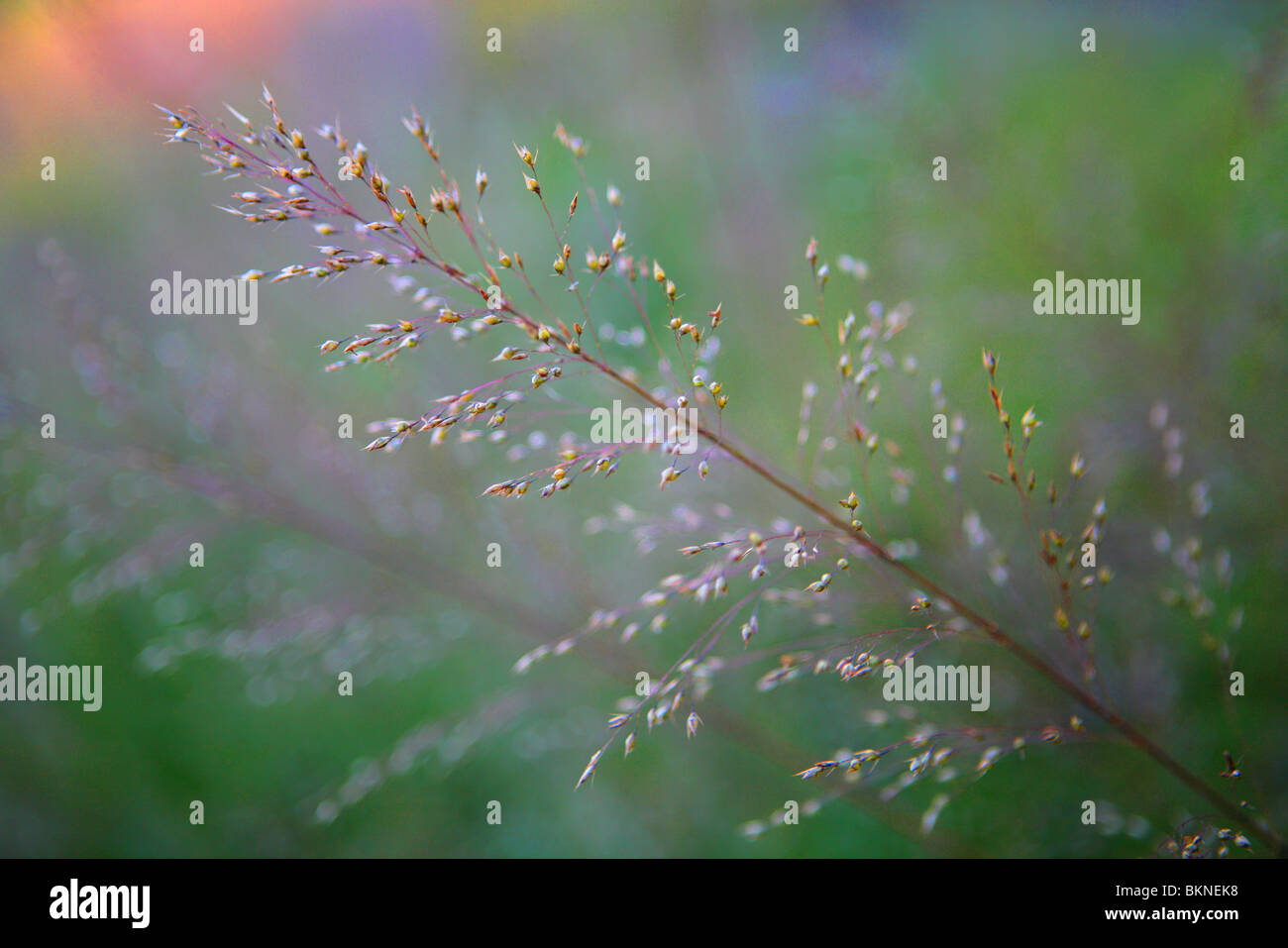 DROPSEED settentrionale (SPOROBOLUS HETEROLEPIS) IN ESTATE NEL NORD DELL'ILLINOIS, Stati Uniti d'America Foto Stock