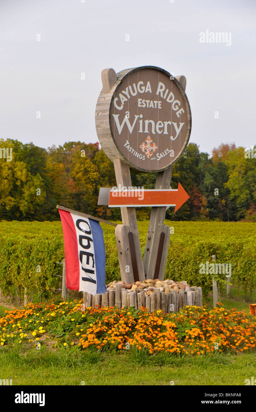 Cantina vigneti Regione dei Laghi Finger New York Cayuga Lake Foto Stock