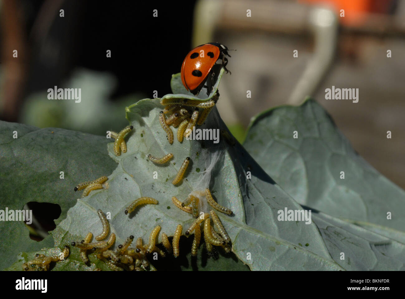 Sette spotted ladybird mangiare il cavolo bianco larve di farfalla sulla foglia di cavolo. Foto Stock