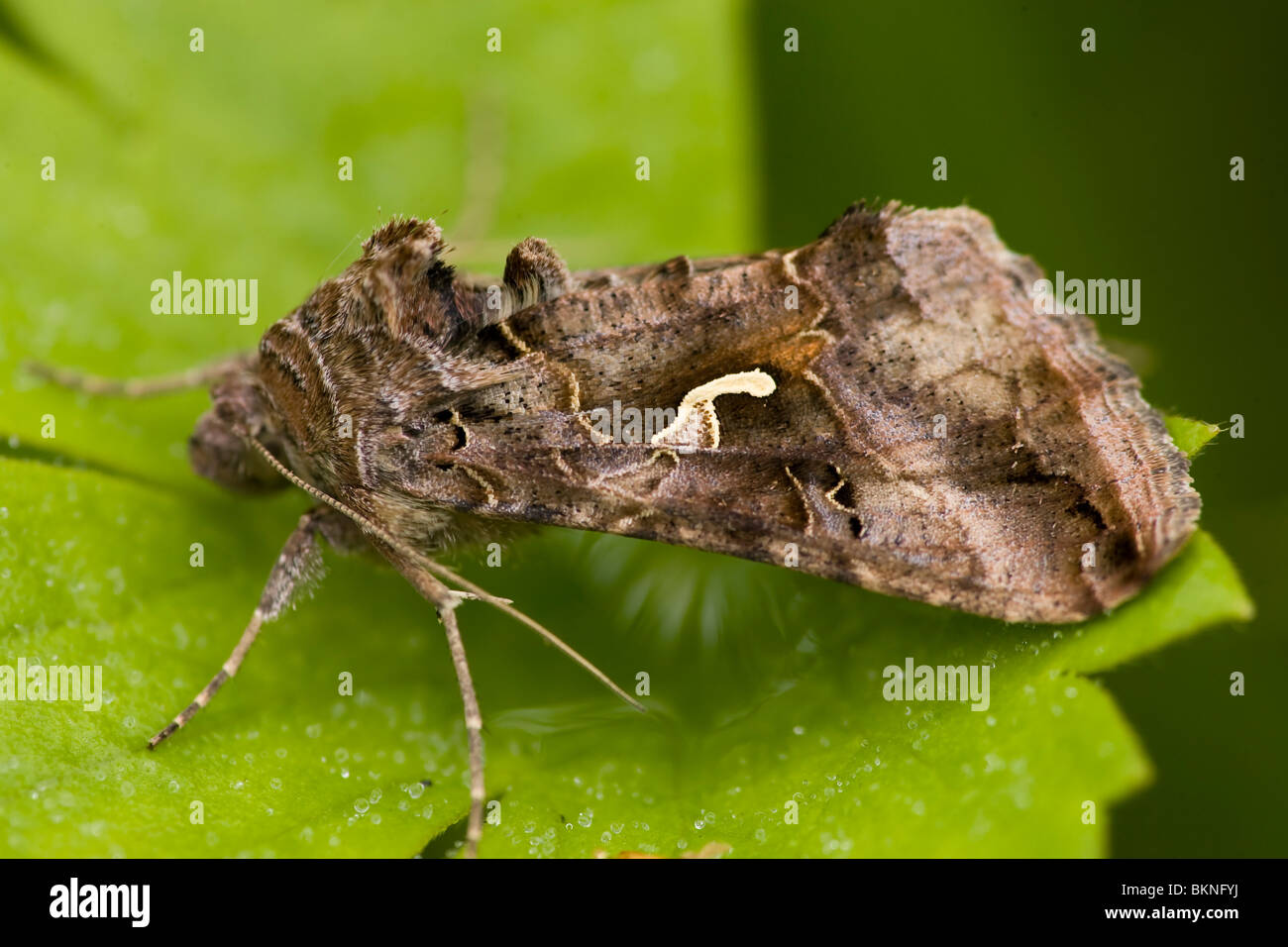 Gamma-uil; Autographa gamma; uilen, motten. mot, falene, Tarma nachtvlinder; nachtvlinders; Noctuidae Foto Stock