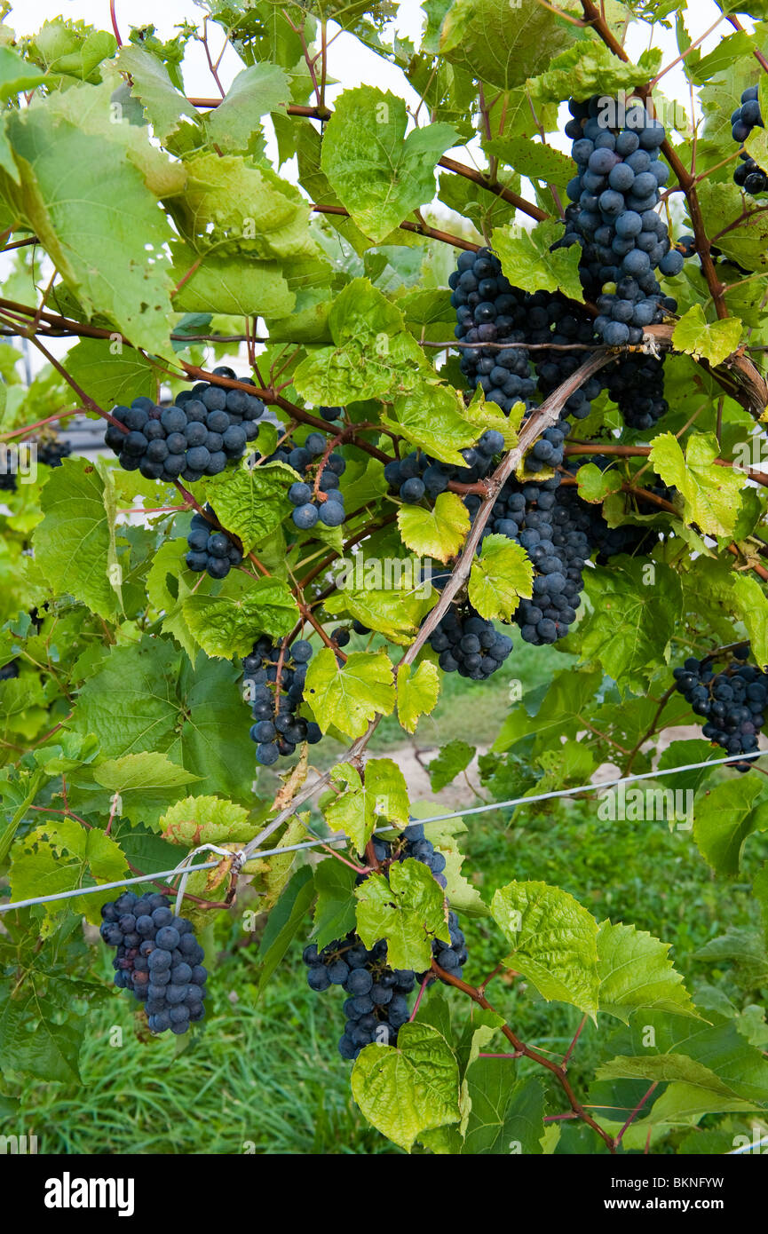Uve di vitigni sulla regione dei Laghi Finger New York Foto Stock
