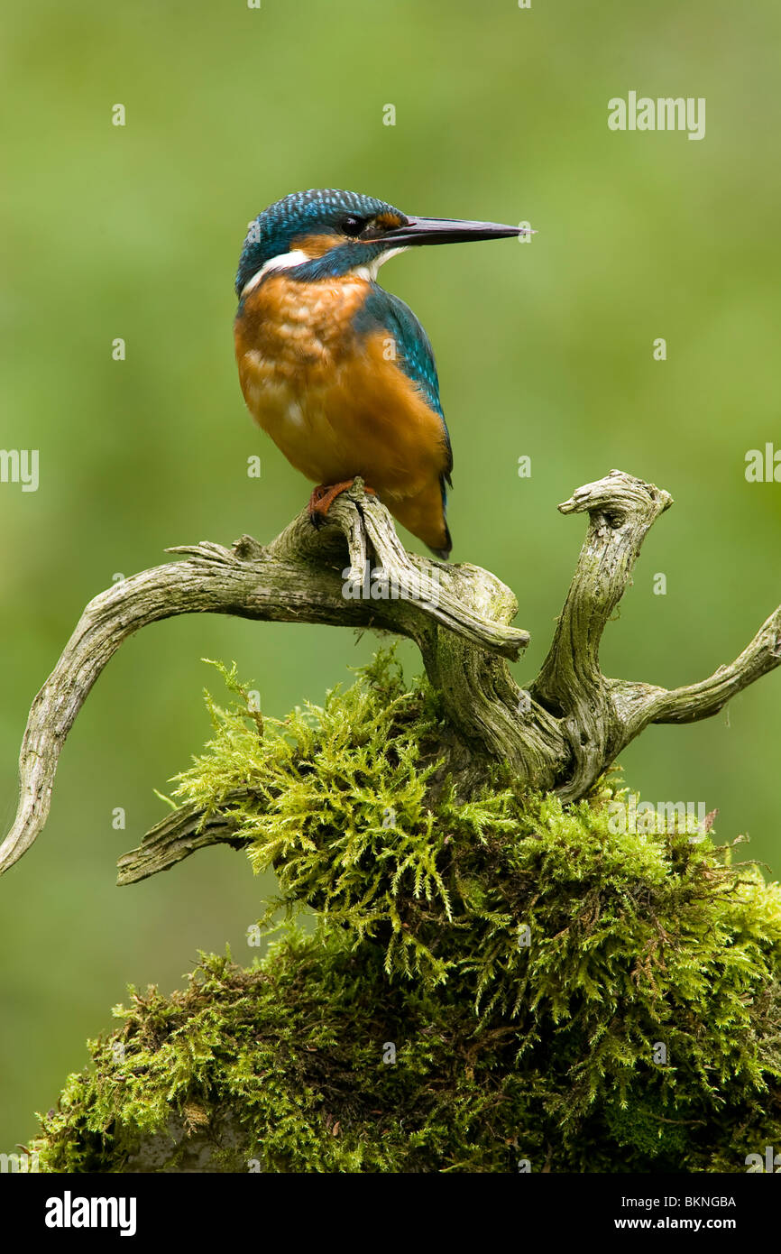 IJsvogel; kingfisher; Alcedo atthis; comune kingfisher Foto Stock