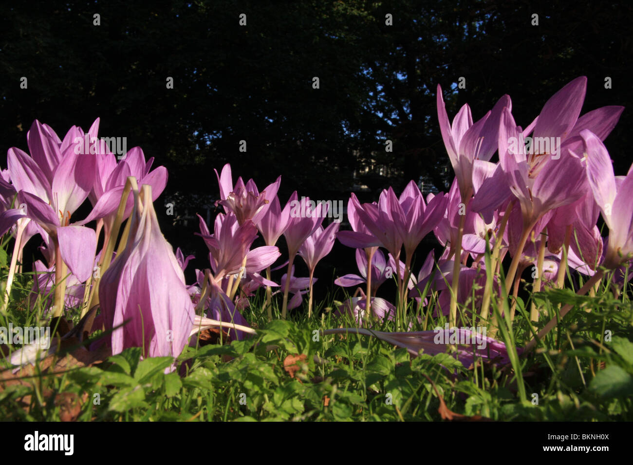 Overzicht groep bloeiende Herfsttijloos Foto Stock