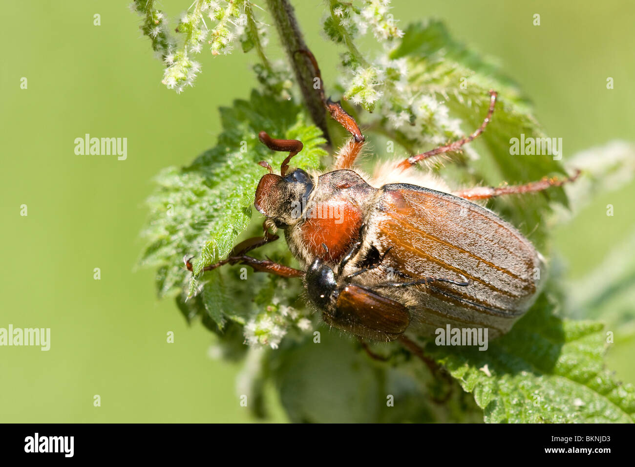 Meikever, Melolontha melolontha, Cockchafer Foto Stock