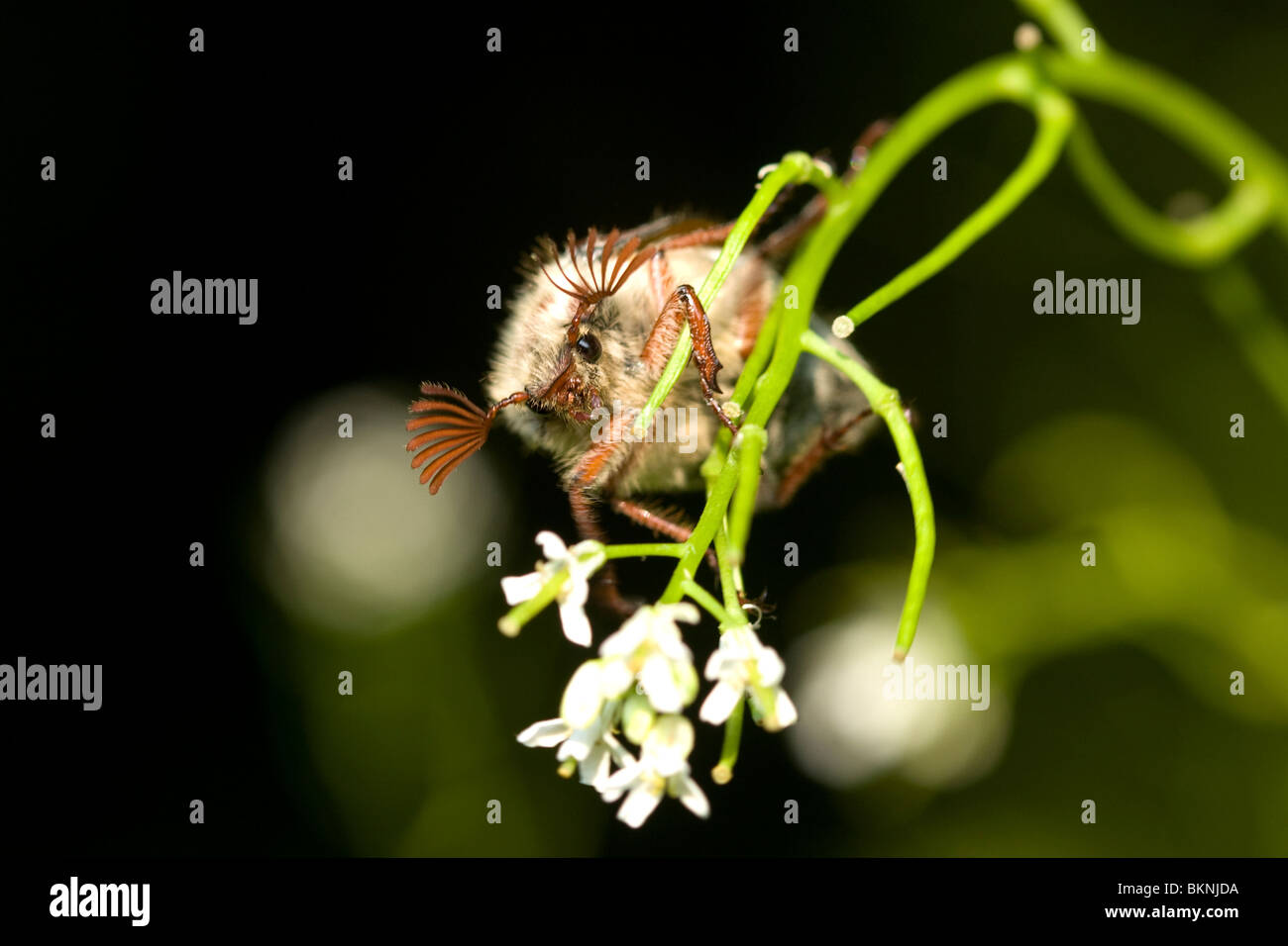 Meikever, Melolontha melolontha, Cockchafer Foto Stock