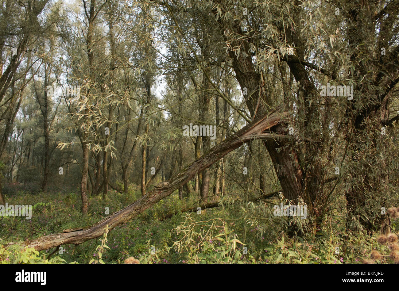 Een bestaand ooibos uit Wilgen incontrato Reuzenbalsemien als bodemvegetatie Foto Stock