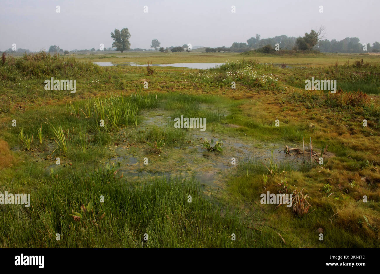 Overgstroomd stuk uiterwaarde bij lage waterstand van de rivier; sorvolati riverside a basso livello dell'acqua del fiume Foto Stock