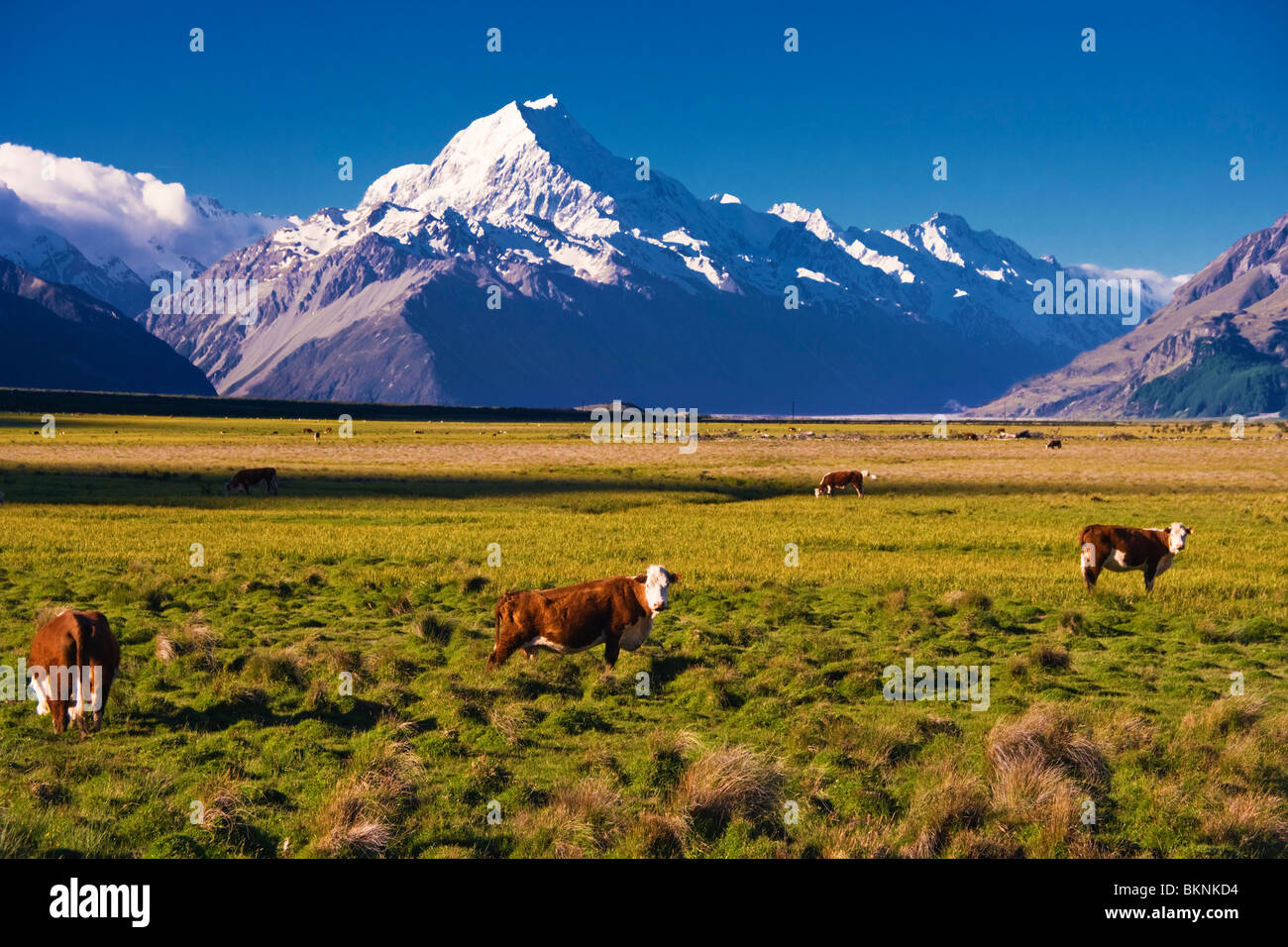 Mucche al pascolo con Aoraki Monte Cook in background, Nuova Zelanda Foto Stock