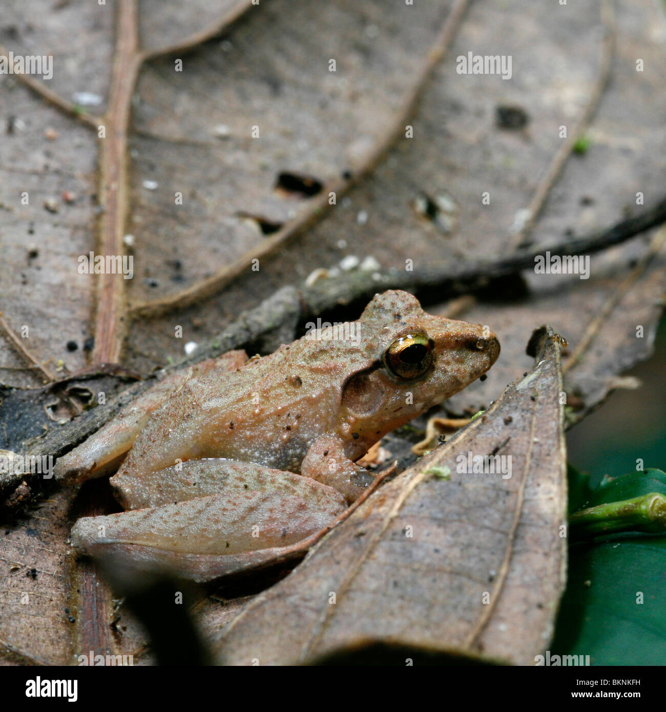 Fluitkikkertje tussen de bladeren in La Amistad parco internazionale; Cucciolata frog tra foglie cadute in La Amistad. Foto Stock