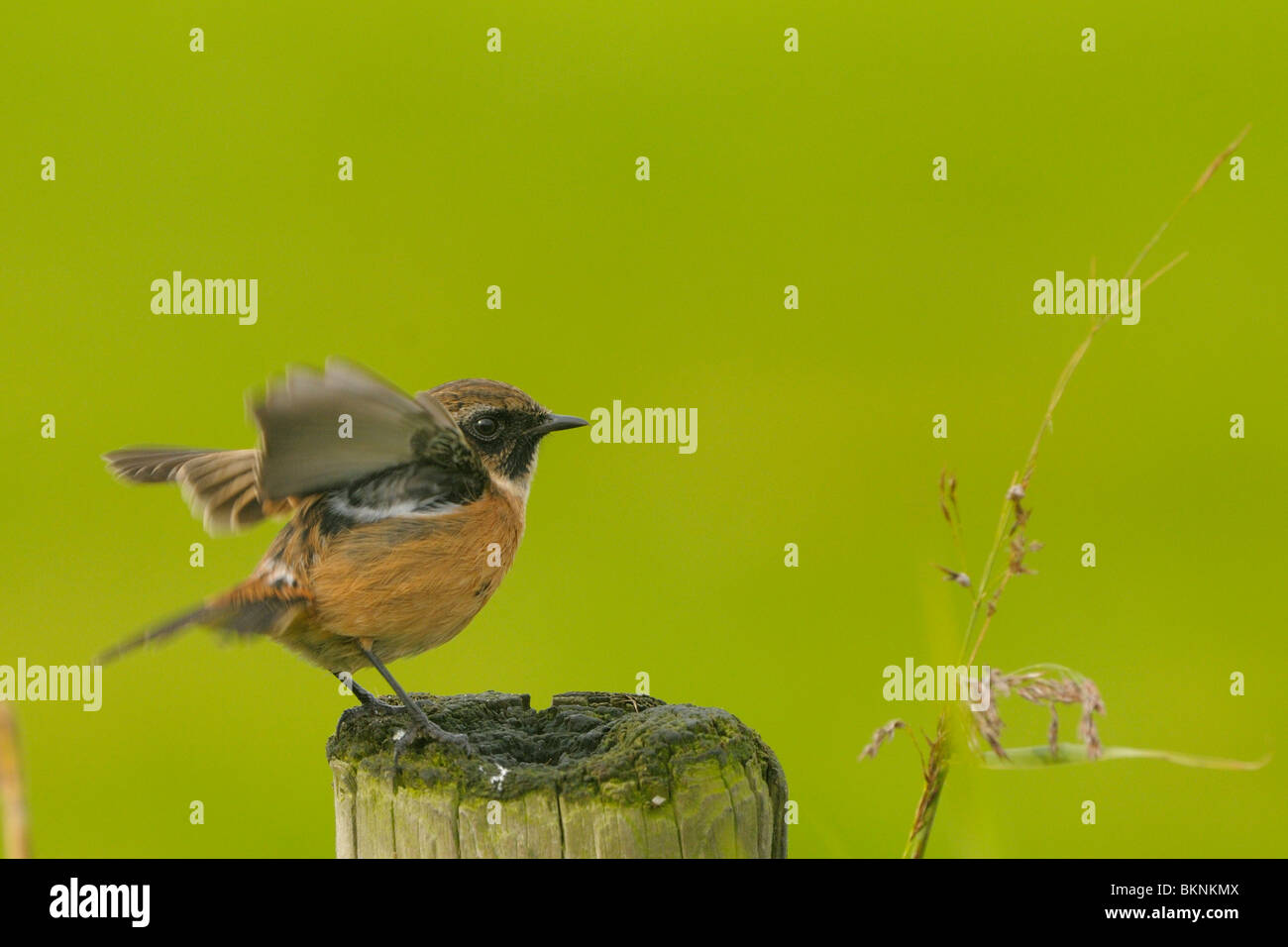 Roodborsttapuit met de vleugels omhoog op een houten paaltje; Stonechat con ali sollevato su un palo di legno Foto Stock
