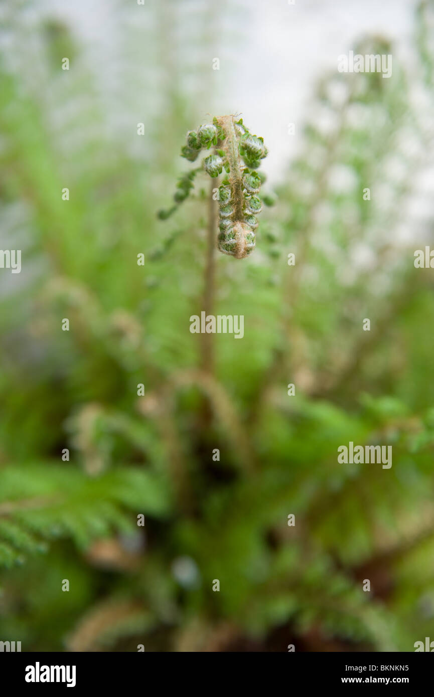 Nuovo e giovane, felce Dryopteris affinis, foglie dispiegarsi verso la fine di aprile in un giardino di Londra, Regno Unito Foto Stock