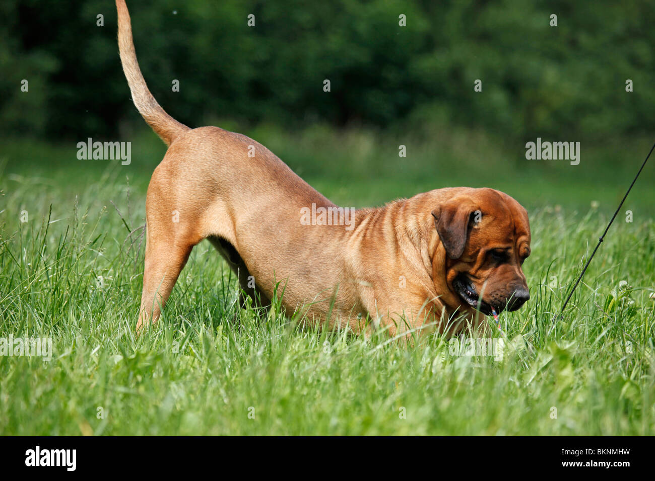 Tosa Inu Foto Stock