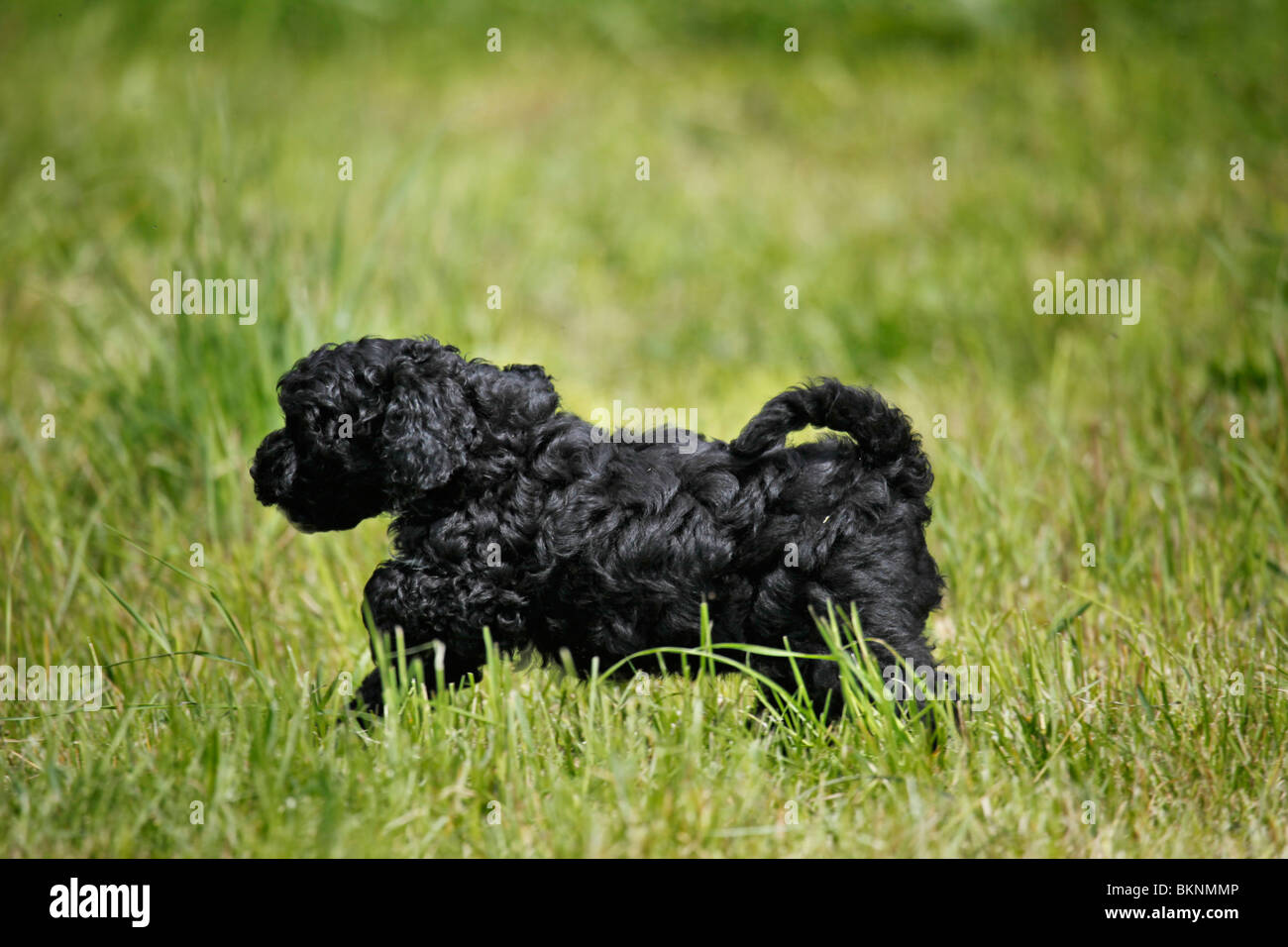 Cockapoo Welpe / Cockapoo cucciolo Foto Stock