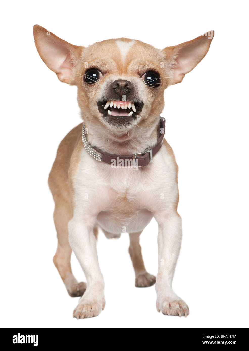 Arrabbiato Chihuahua ringhiando, 2 anni, di fronte a uno sfondo bianco Foto Stock