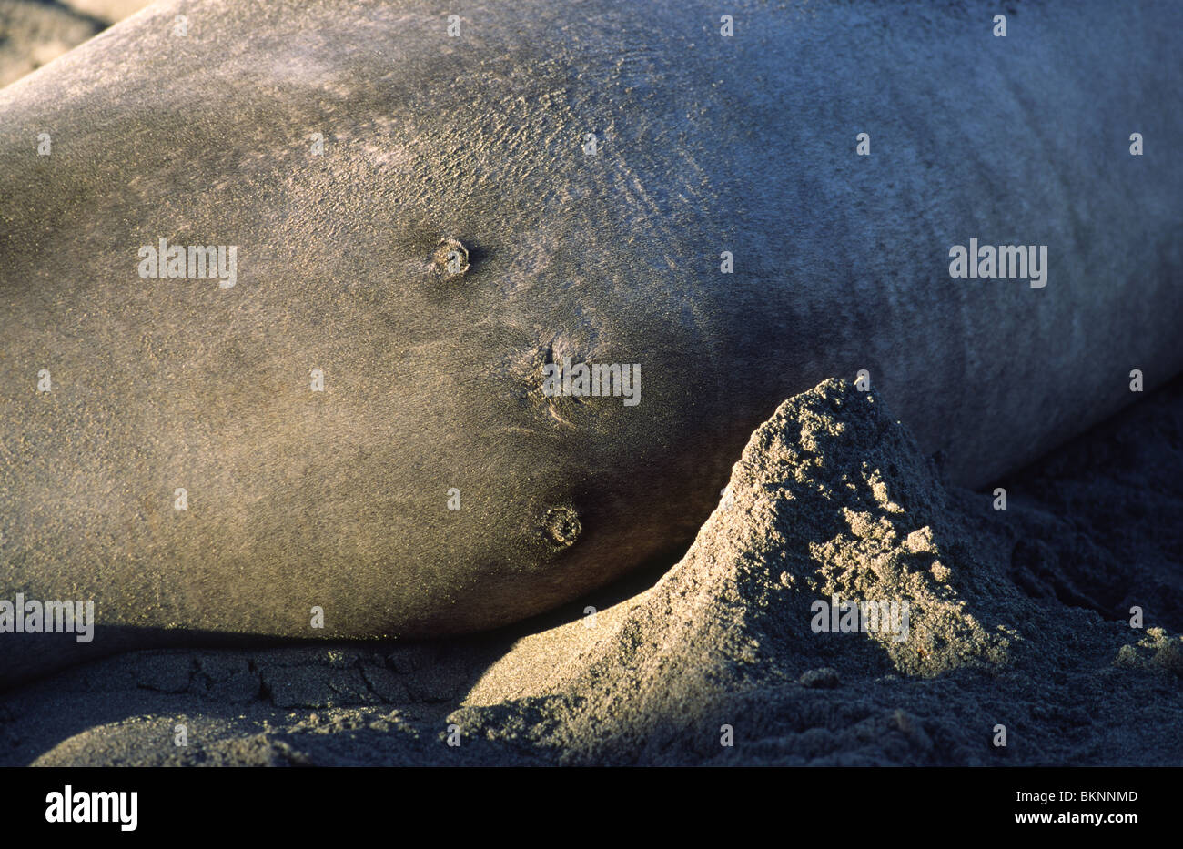 Guarnizioni degli elefanti Foto Stock