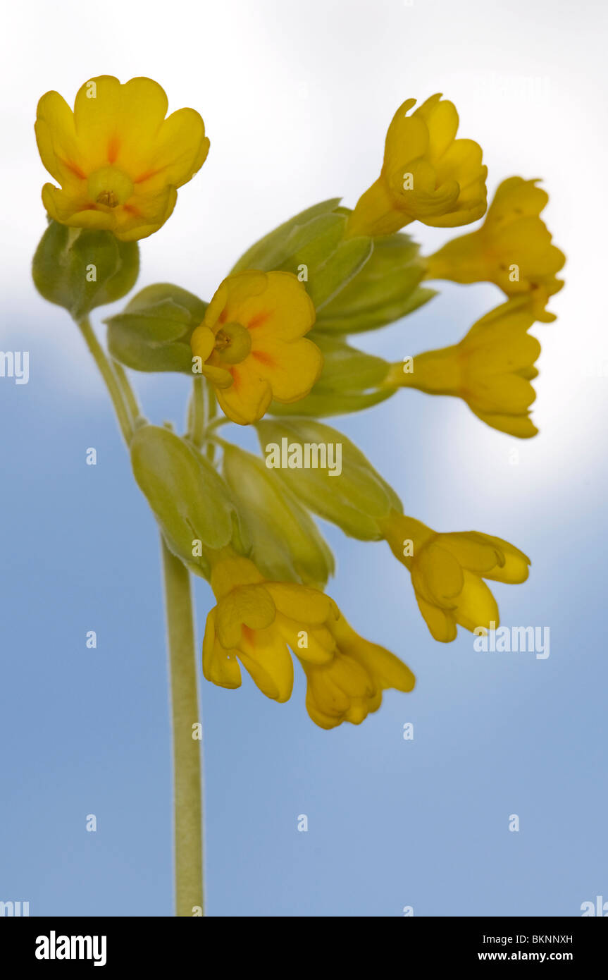 Close up di un cowslip (primula veris) Foto Stock