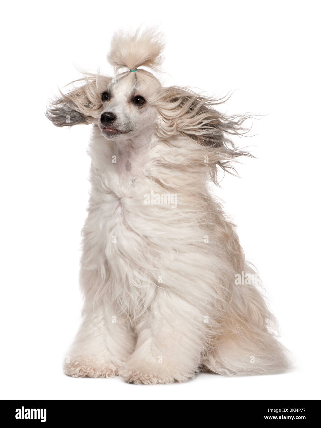 Chinese Crested Dog con i capelli al vento, 2 anni, seduto di fronte a uno sfondo bianco Foto Stock