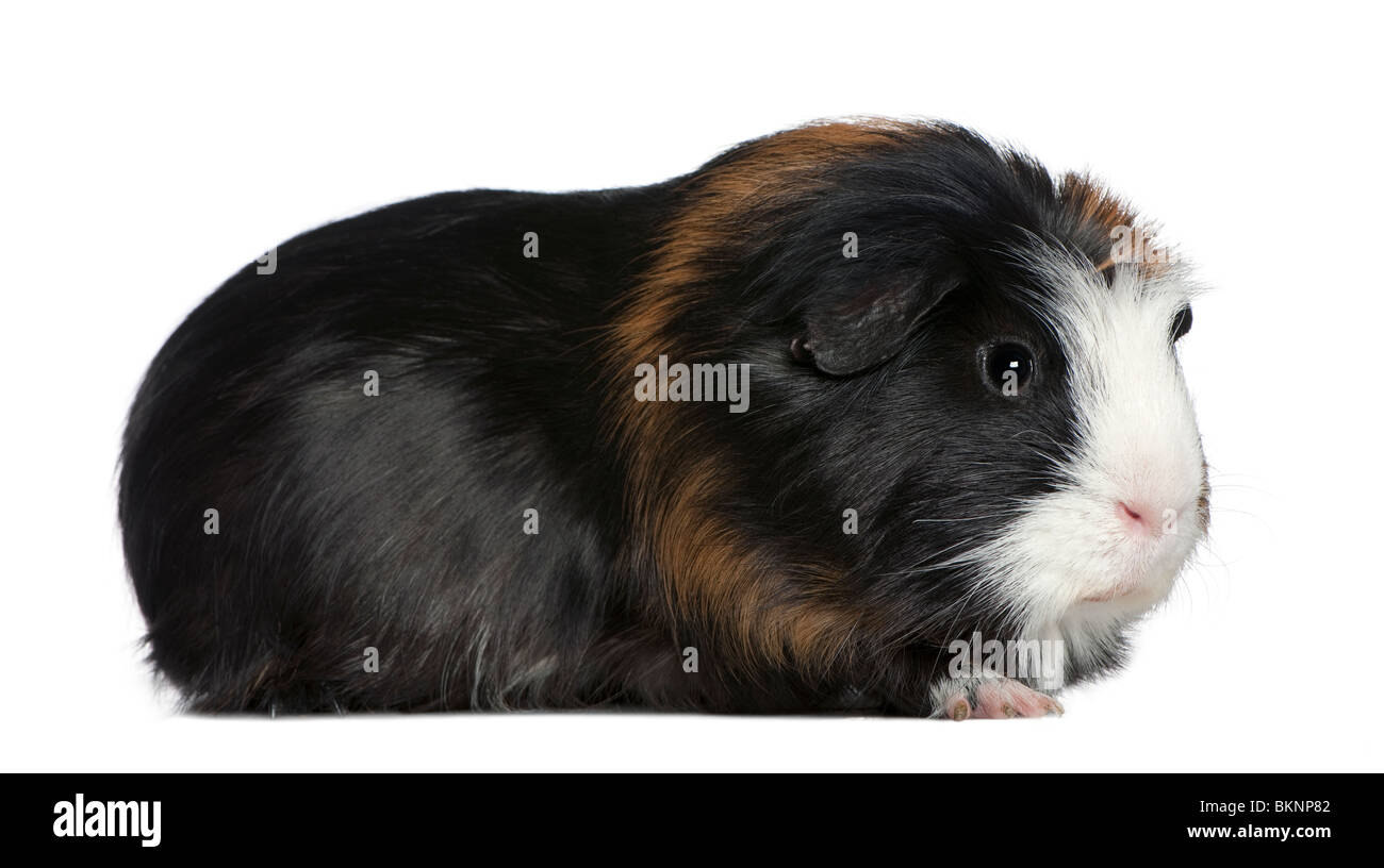 La cavia, 1 anni e mezzo, di fronte a uno sfondo bianco Foto Stock