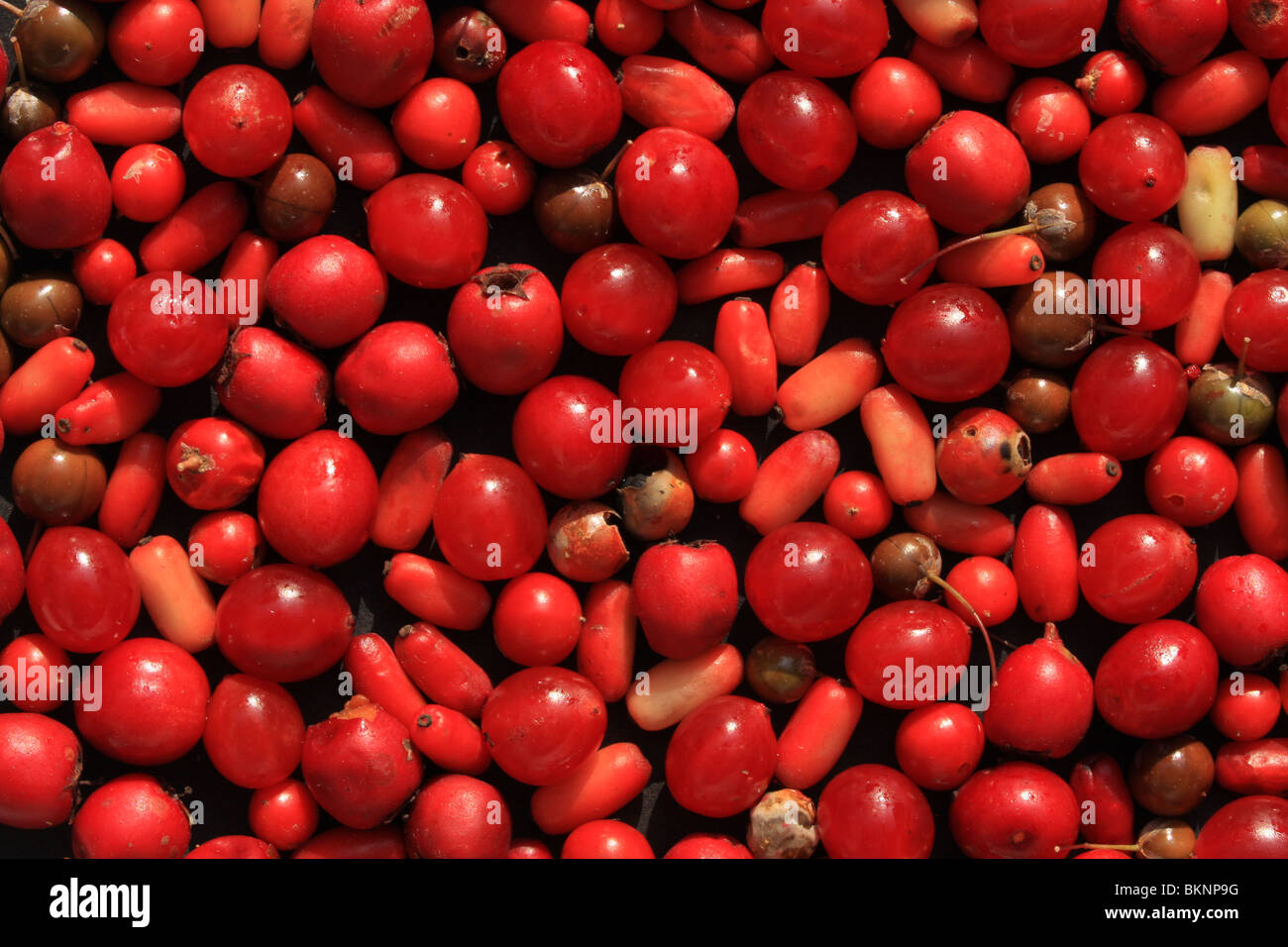 4 soorten rood duinfruit Foto Stock