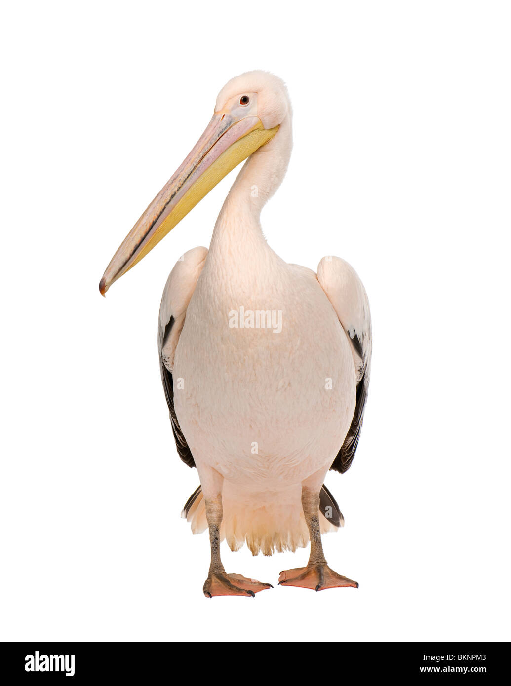 White Pelican, Pelecanus onocrotalus, 18 mesi di età, di fronte a uno sfondo bianco Foto Stock