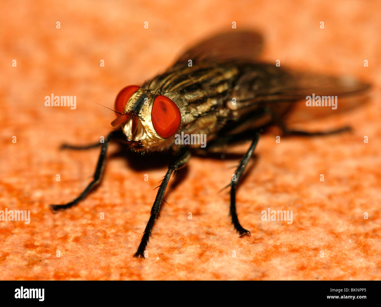 Comune volare housefly diptera musca macro close-up Foto Stock
