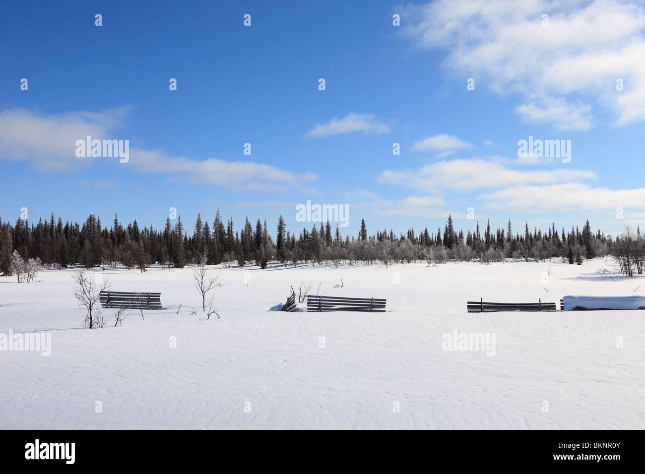 Paesaggio Innevato tra Kiruna e Gällivare in Lapponia, Svezia Foto Stock