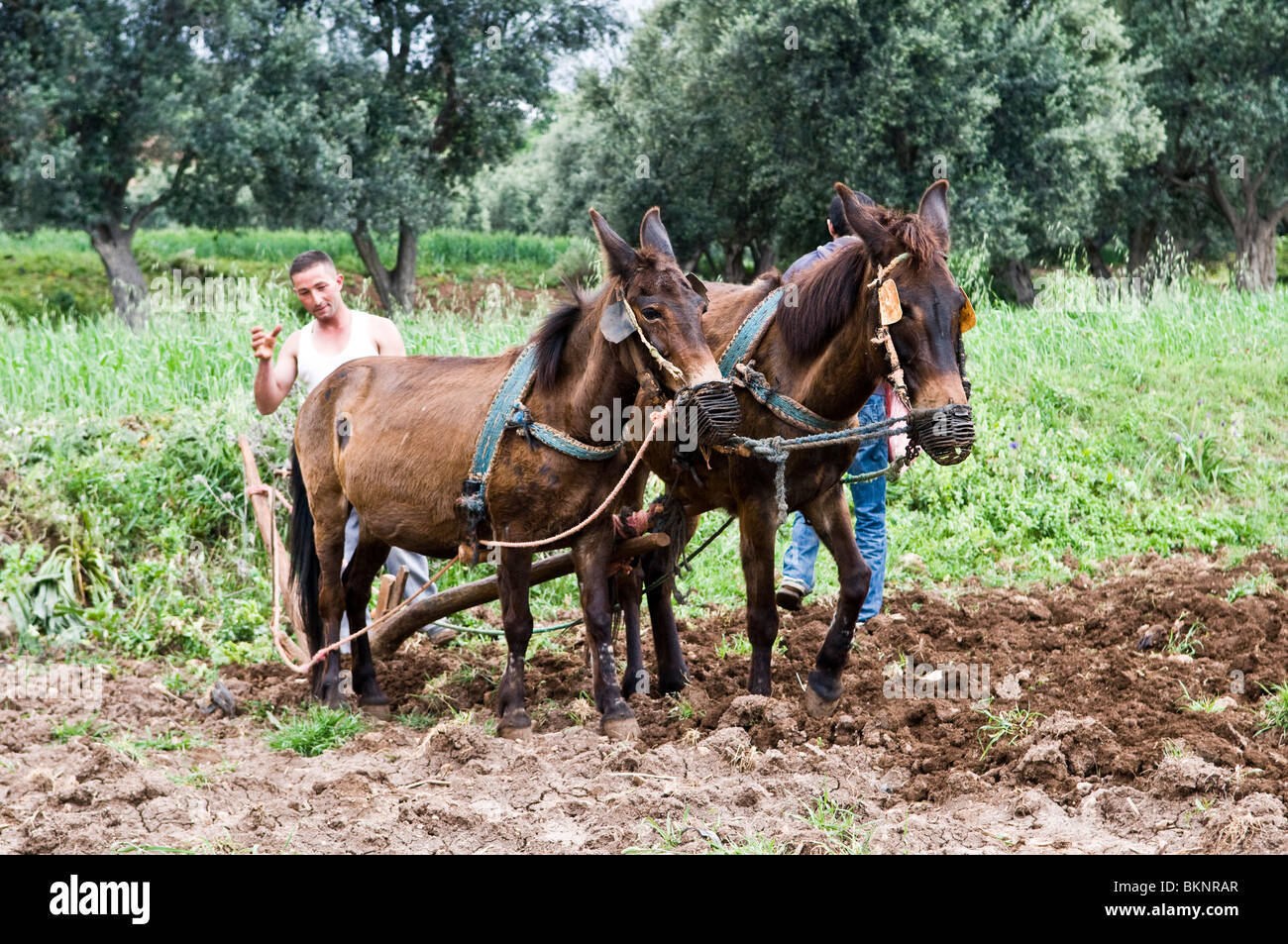 I cavalli aiutano ad arare un piccolo terreno agricolo in Marocco. Foto Stock