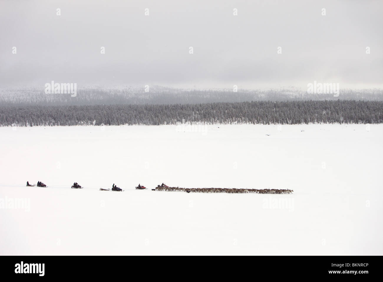 Il Sami annuale di primavera di migrazione delle renne da Stubba nr Gällivare in Svezia attraverso le loro terre ancestrali in Lapponia Foto Stock