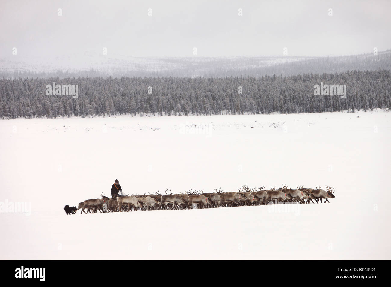 Il Sami annuale di primavera di migrazione delle renne da Stubba nr Gällivare in Svezia attraverso le loro terre ancestrali in Lapponia Foto Stock