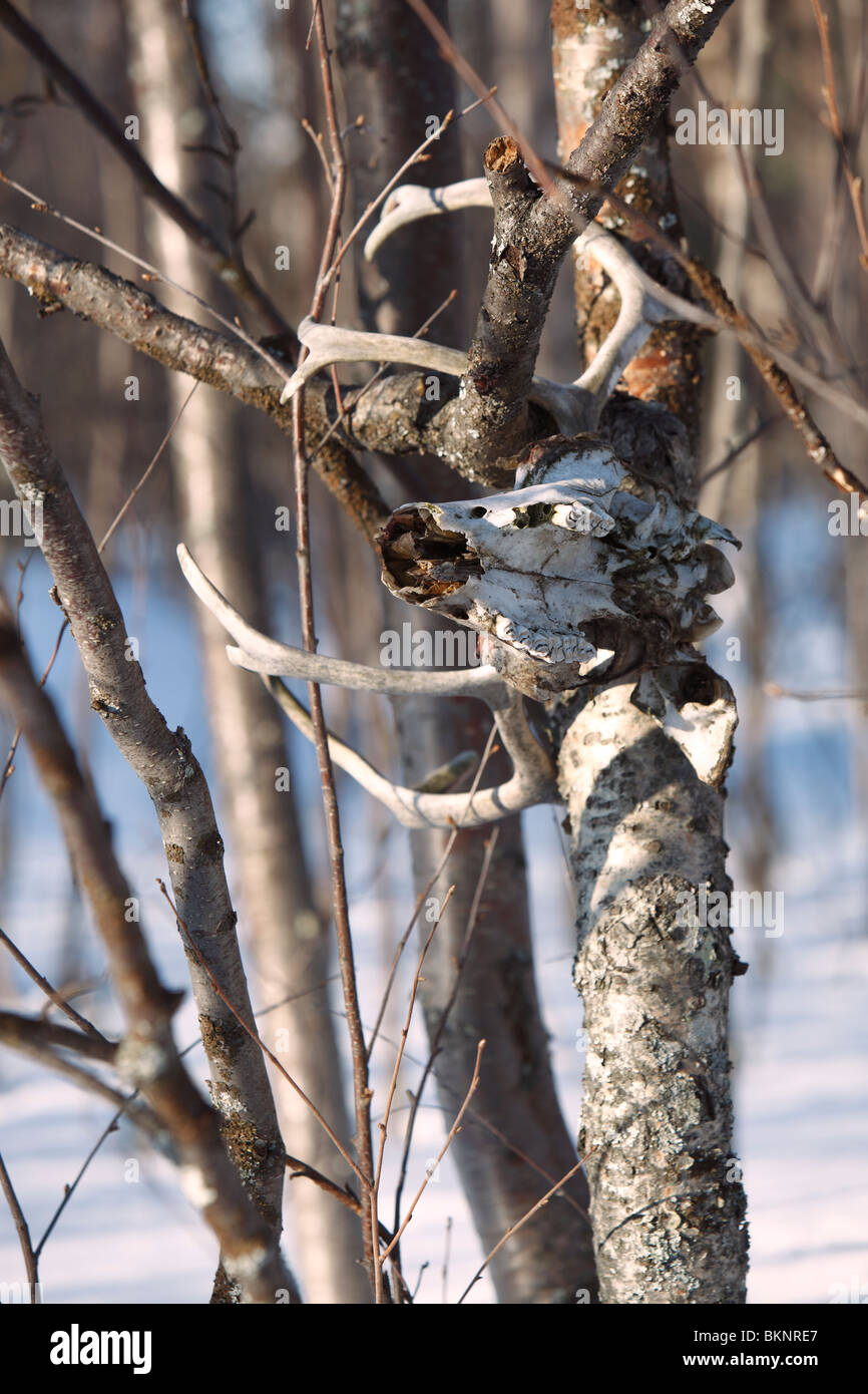 Un cranio di renna appeso a un albero a una renna Sami herder's cabin vicino a Gällivare in Svezia e Lapponia Foto Stock