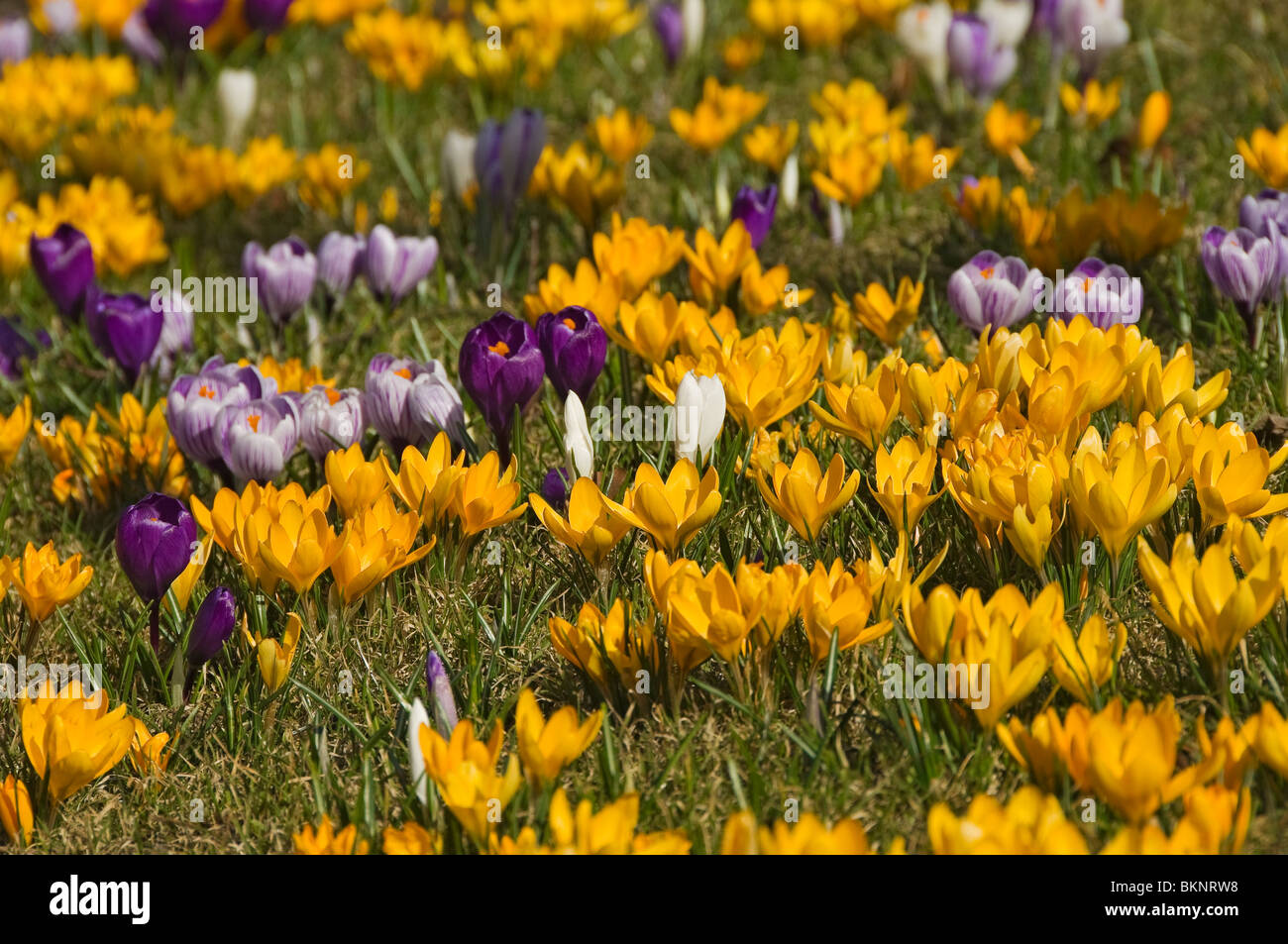 Primo piano di croccoli fiori di croco in primavera primavera Inghilterra Regno Unito Regno Unito Gran Bretagna Foto Stock