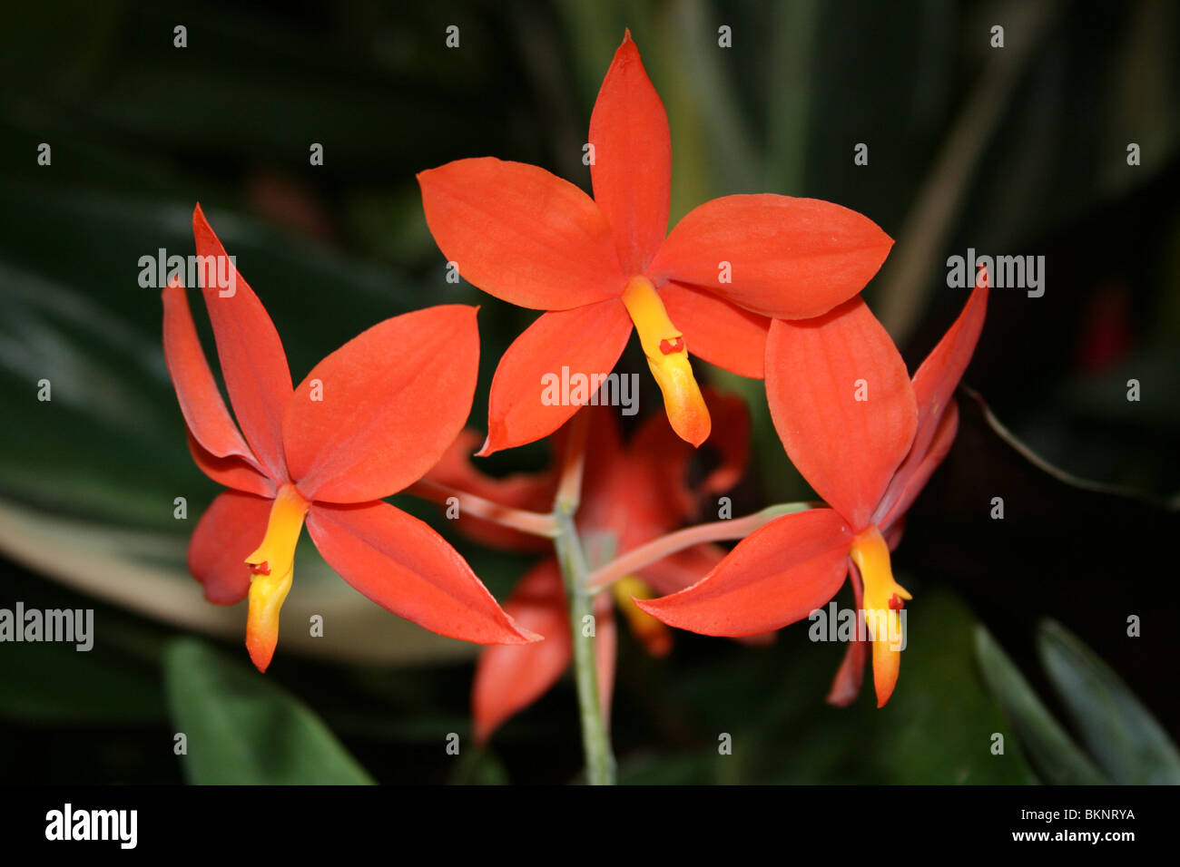 Rosso arancione Fiori di orchidea Foto Stock