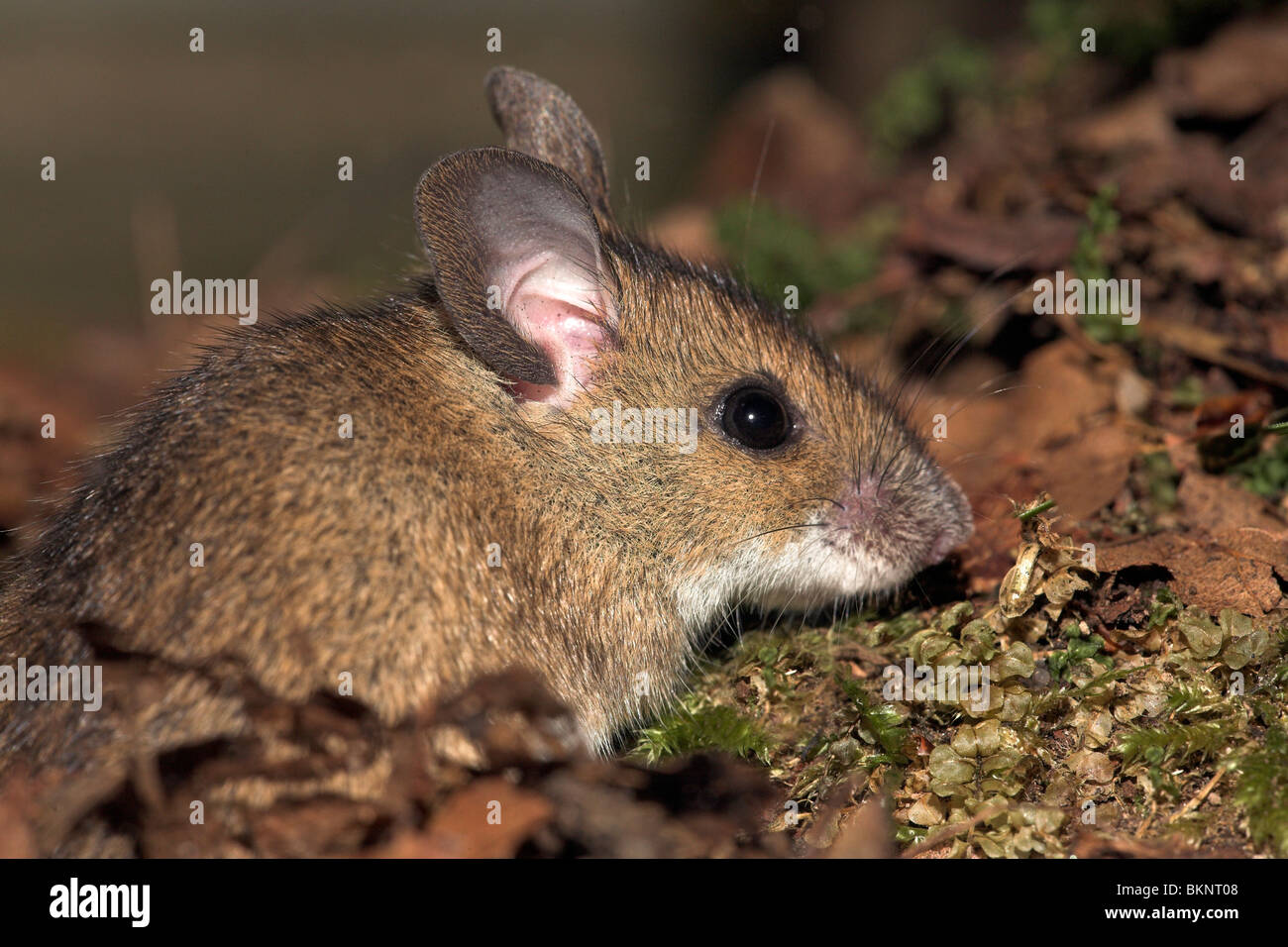Foto di un giallo-mouse a collo alto che emerge dal suo buco nel terreno Foto Stock