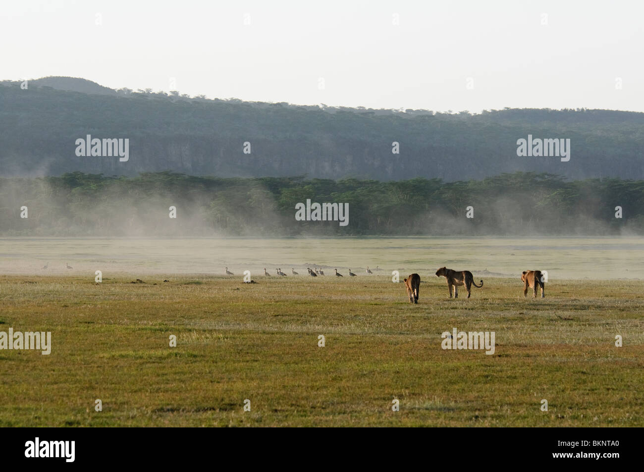 Orgoglio dei Leoni Panthera leo la preparazione per la sera hunt Foto Stock