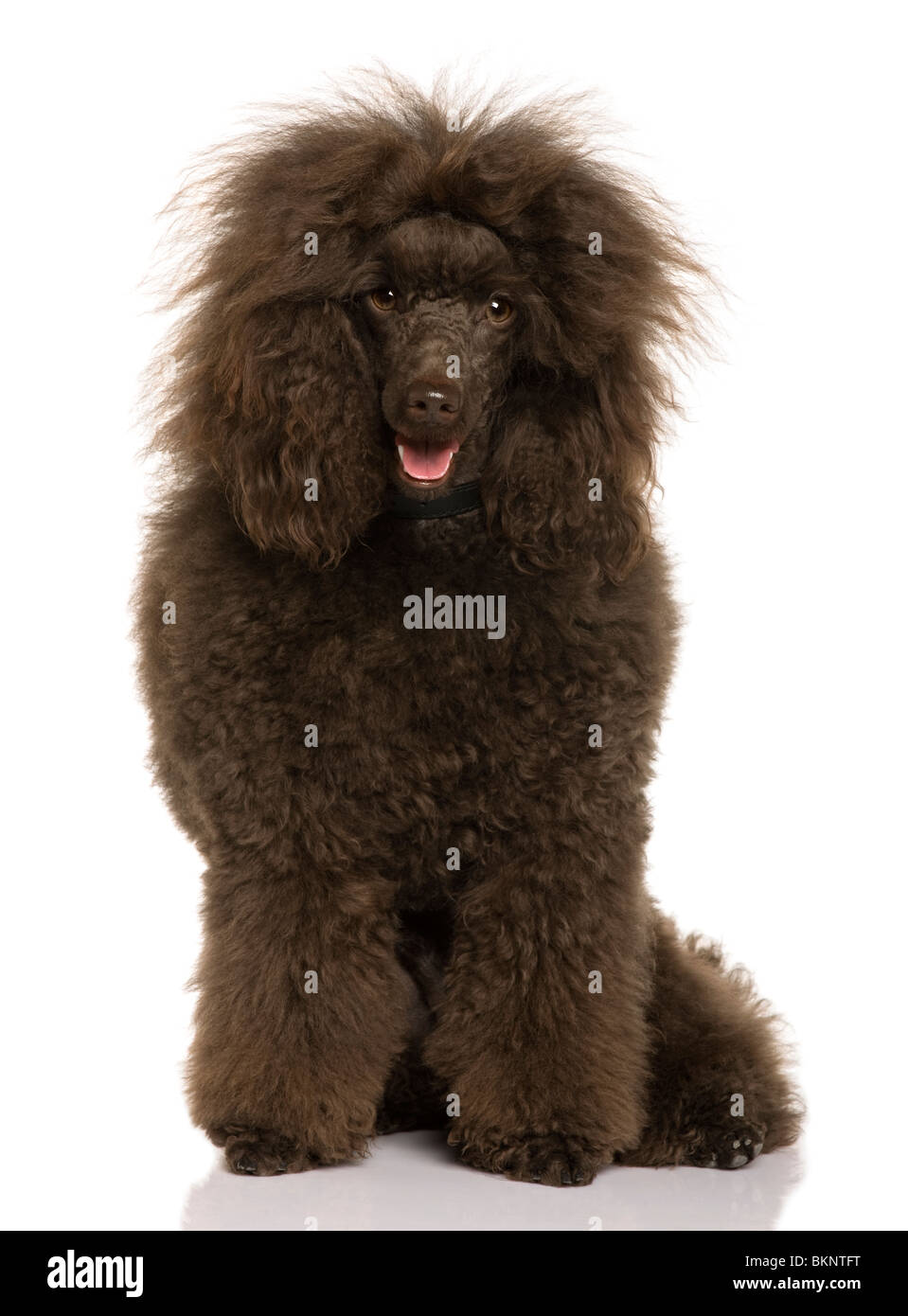 Royal Poodle, 2 anni, seduto di fronte a uno sfondo bianco Foto Stock