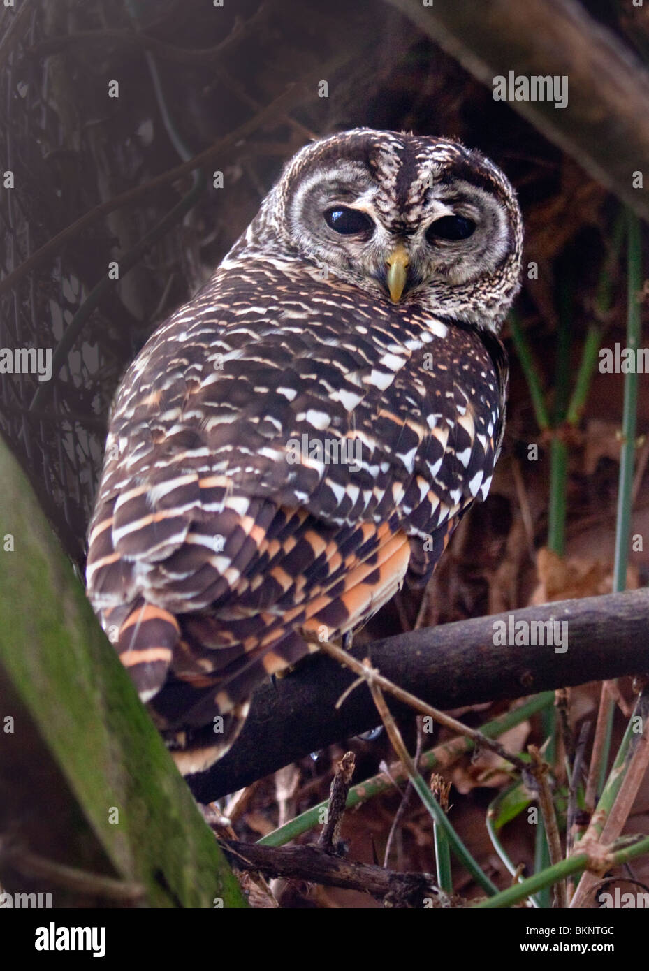 Chaco Allocco (Strix chacoensis) Foto Stock