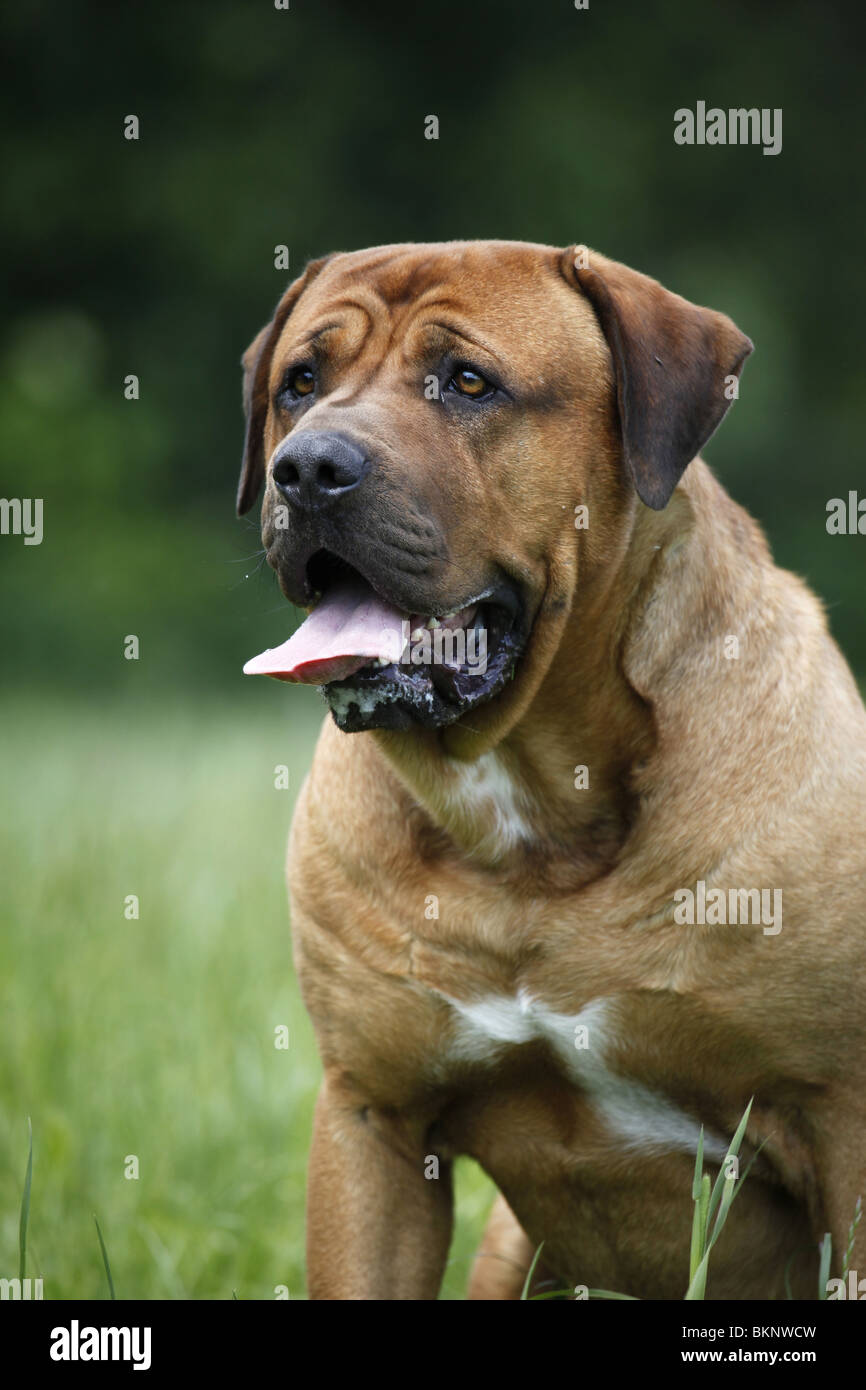 Tosa inu ritratto Foto Stock