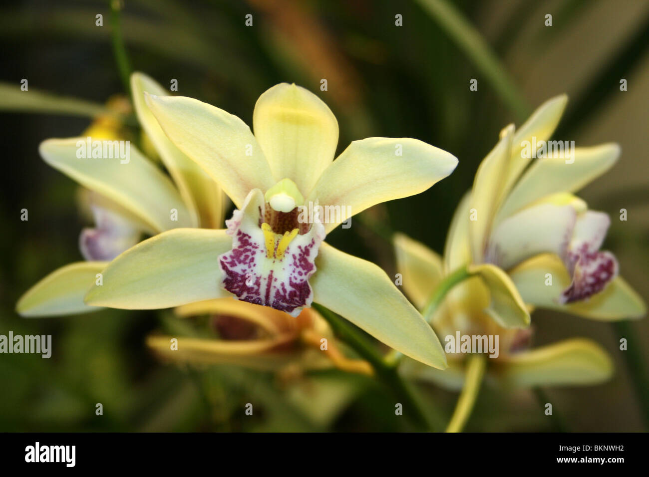 Giallo Orchidea Cymbidium Foto Stock