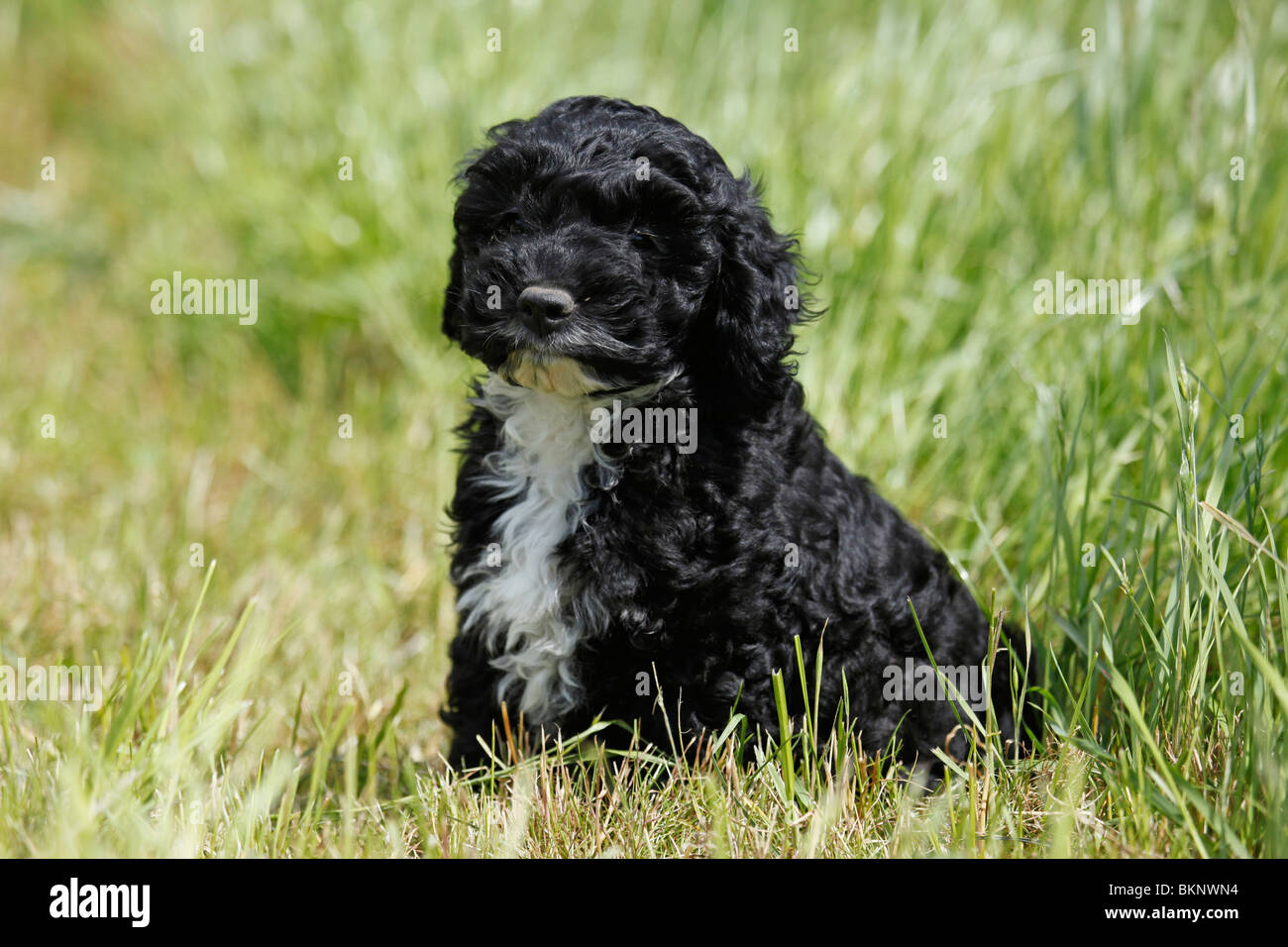 Cockapoo Welpe / Cockapoo cucciolo Foto Stock