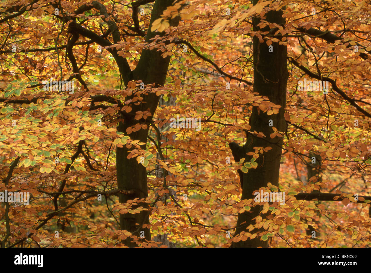 Beeldvullende foto van takken en bladeren beuk in herfstkleuren; rami e foglie di faggio in Autunno colori Foto Stock