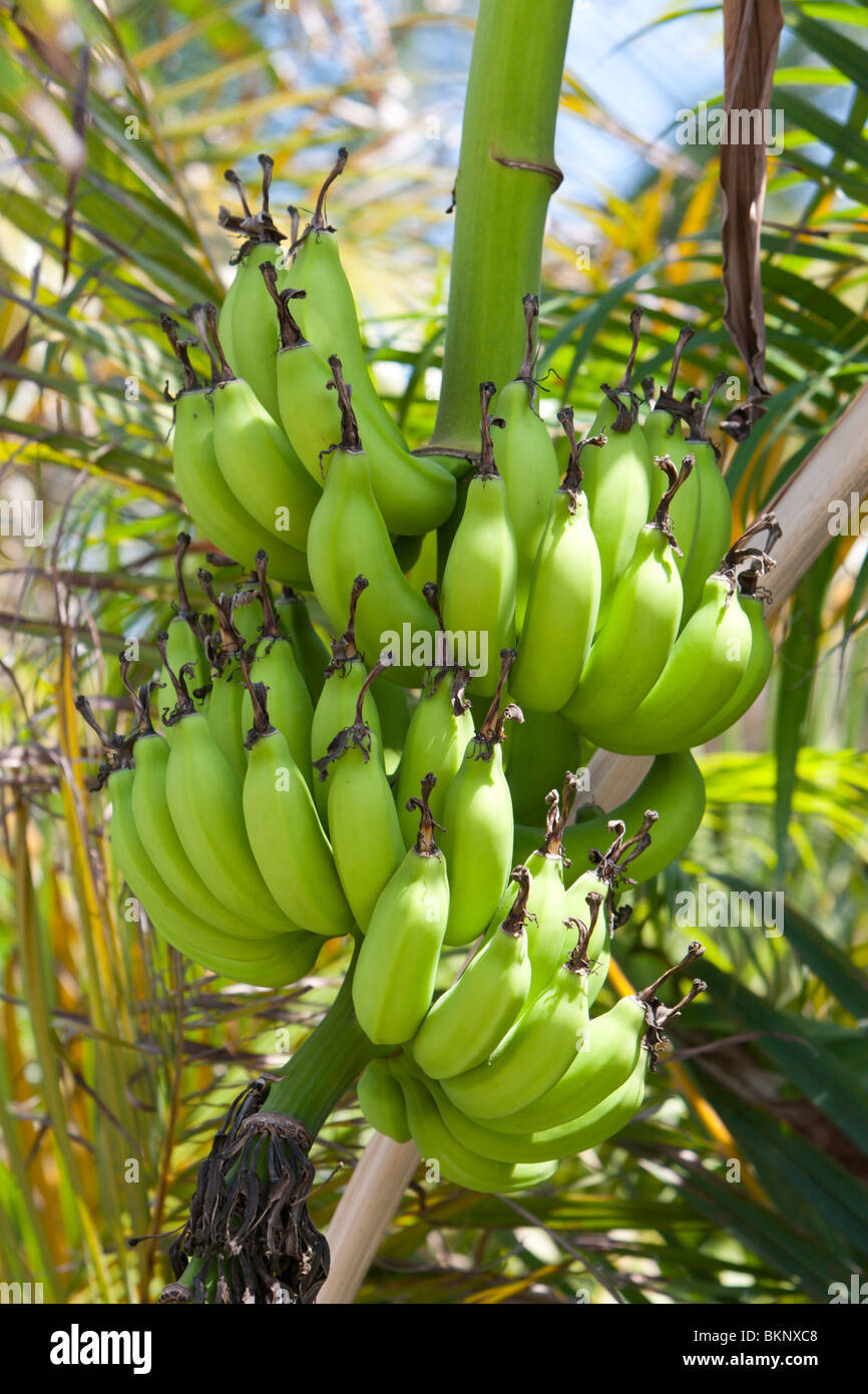 Banane sull'albero sull'isola di Isla Mujeres vicino a Cancun, Messico. Foto Stock