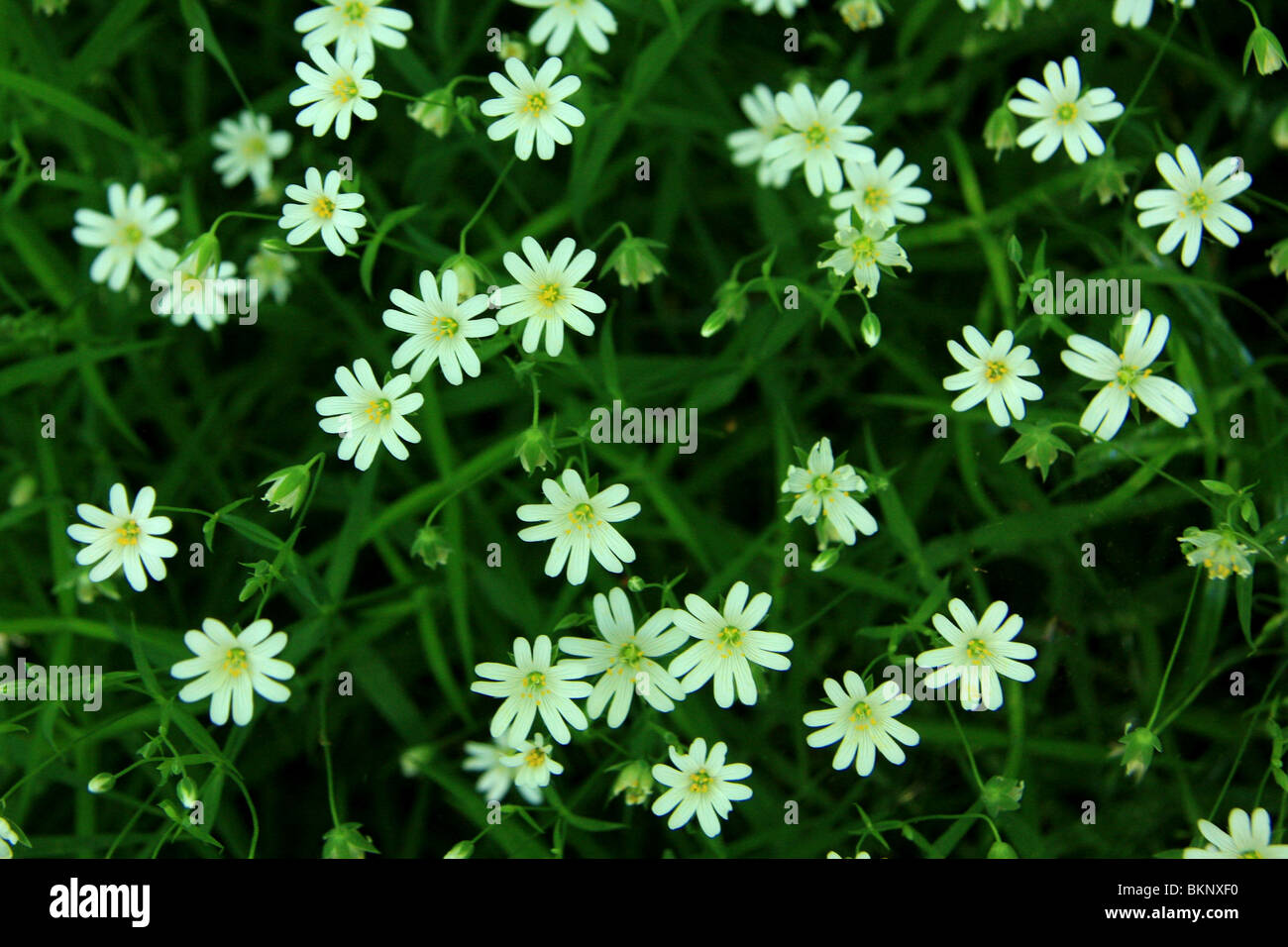Groepje bloeiende Grote Muur incontrato 5-tallige bloemen (zoals het hoort) en een 4-tallige bloem (zoals het ook kan) Foto Stock