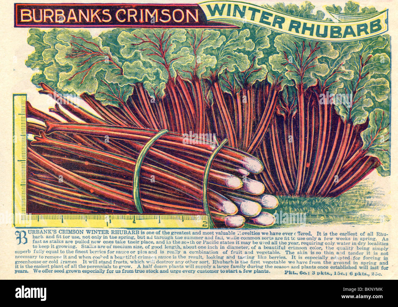 Burbank il Crimson inverno rabarbaro Foto Stock