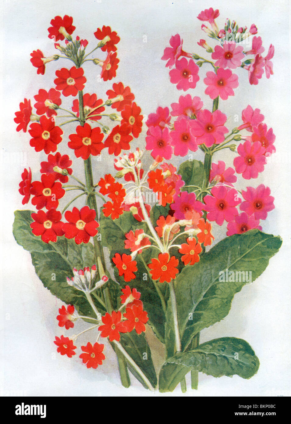 Hardy Primulas Foto Stock