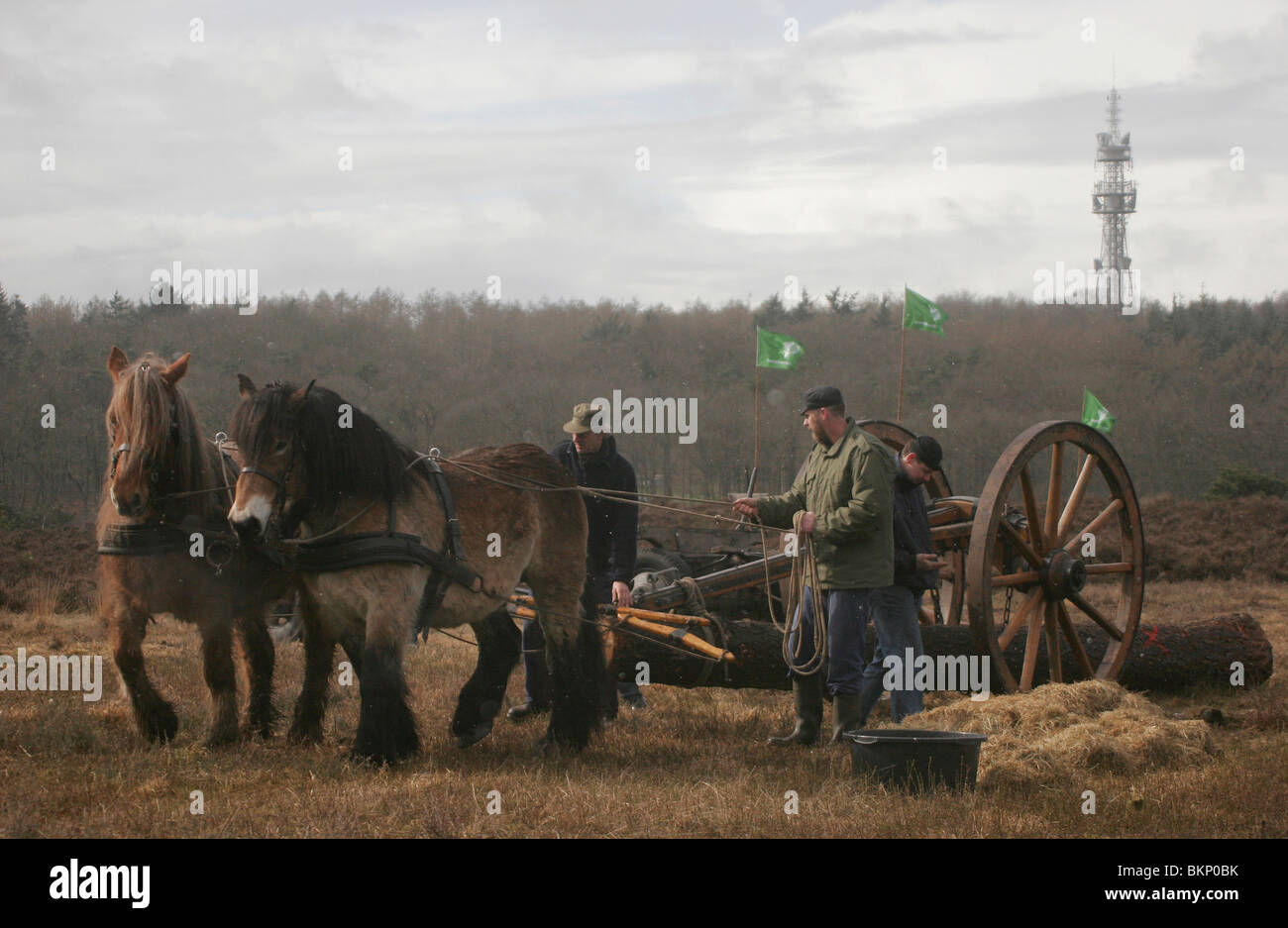 Trekpaarden werden ingezet bij het vervoeren van de Mallejan incontrato daaraan bevestigd een boomstam Foto Stock