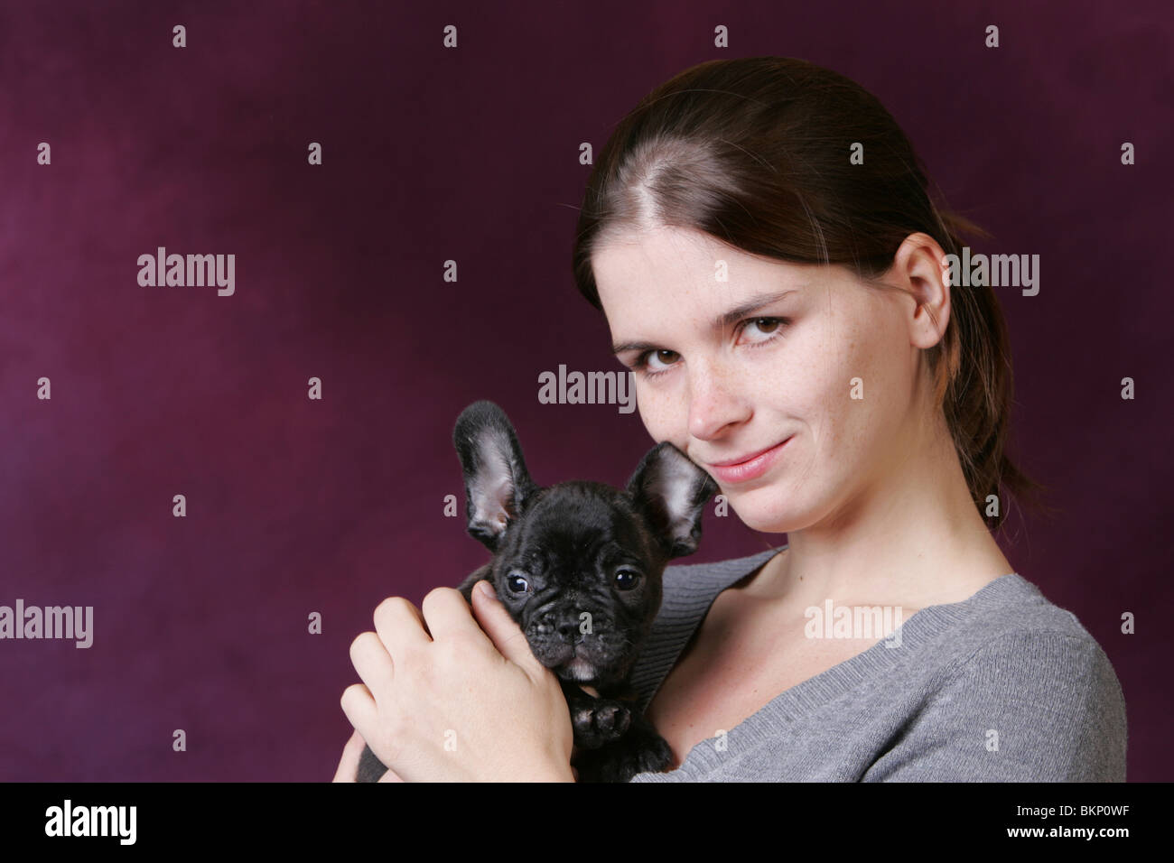 Bulldog francese cucciolo Foto Stock