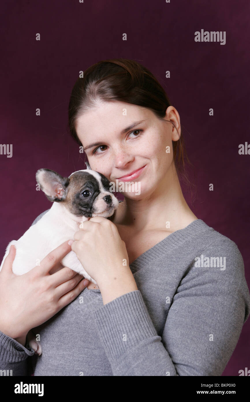 Bulldog francese cucciolo Foto Stock